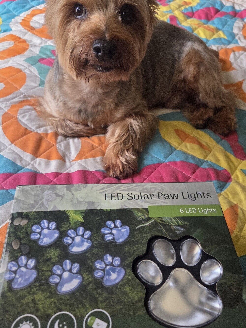 LED Solar Paw Lights -White